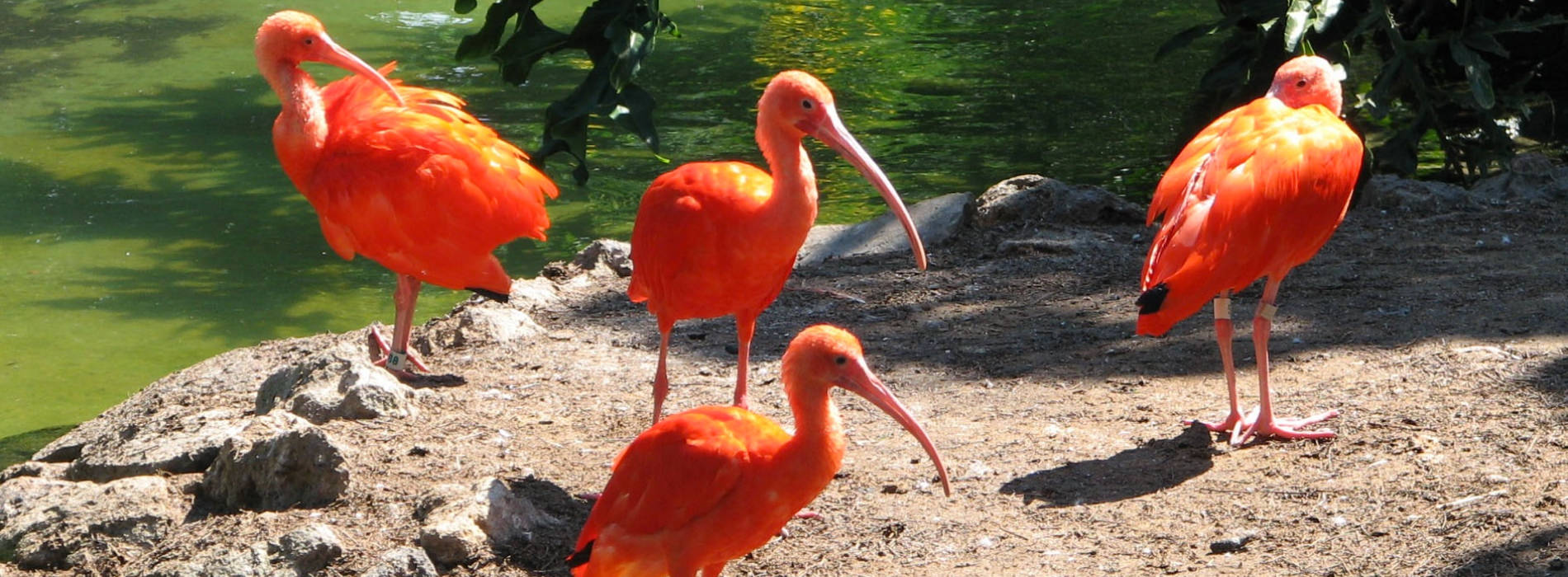 Scarlet Ibis