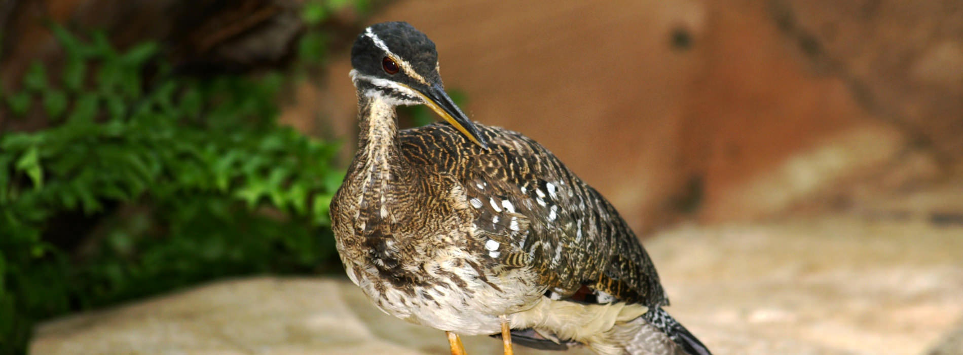 Sunbittern