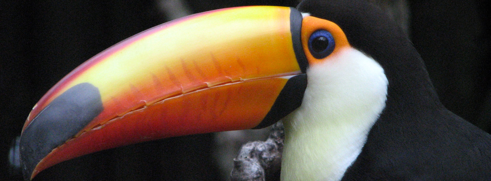 Toco Toucan