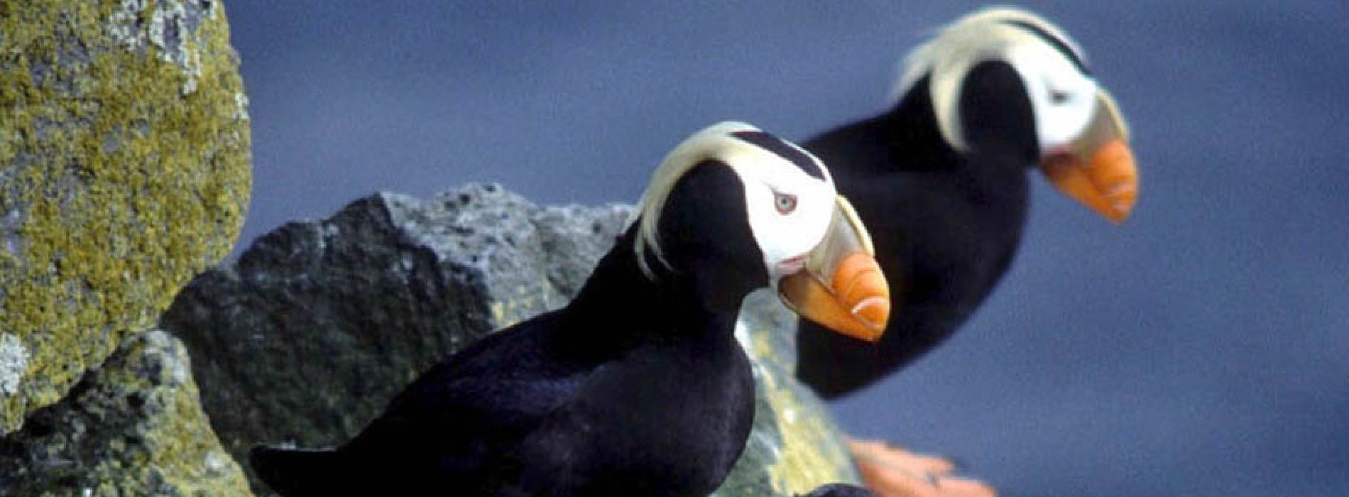 Tufted Puffin