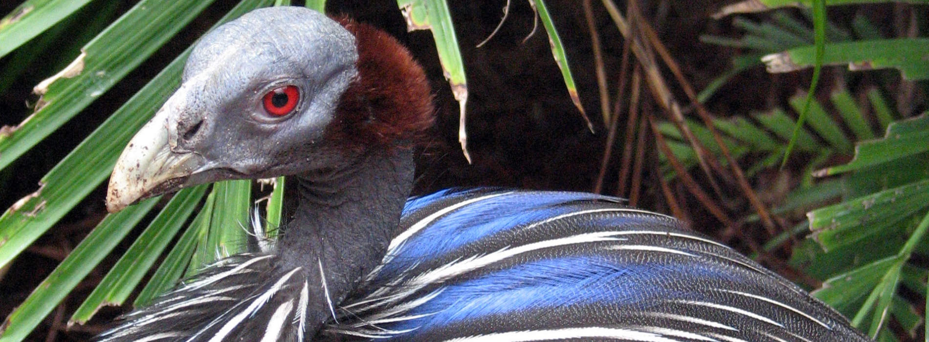 Vulturine Guineafowl