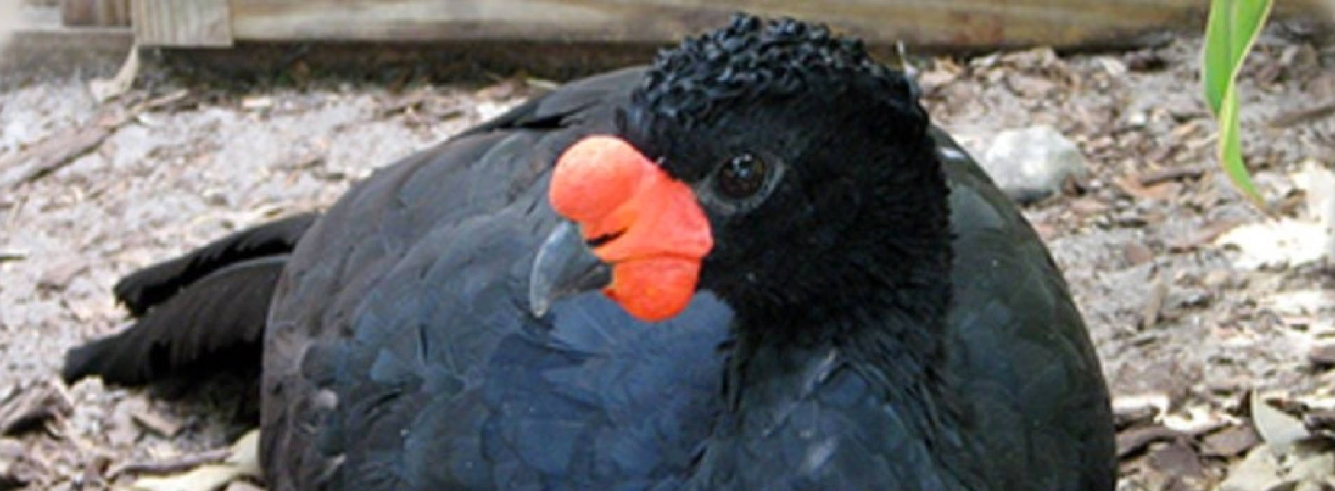 Wattled Curassow