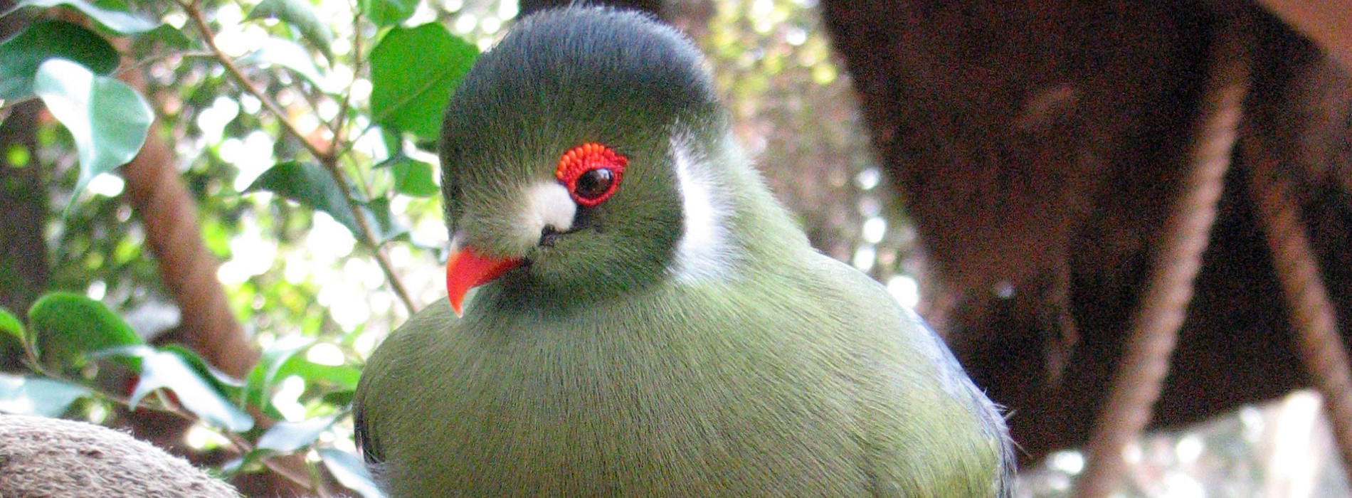 White Cheeked Turaco