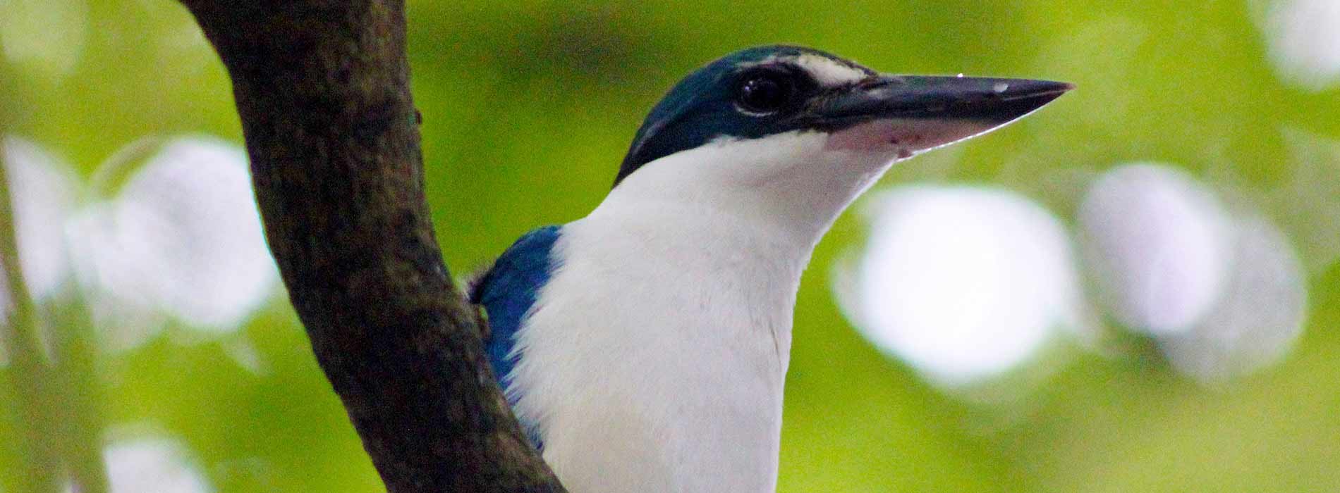 White collared kingfisher