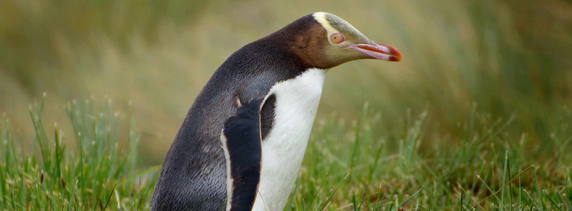 Yellow eyed penguin