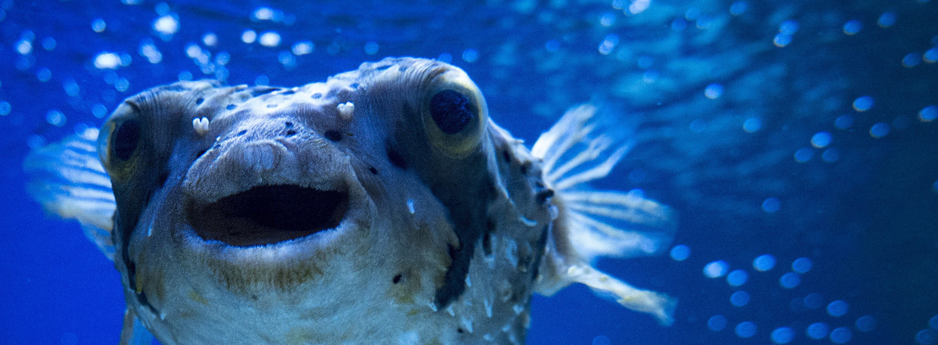 Balloonfish