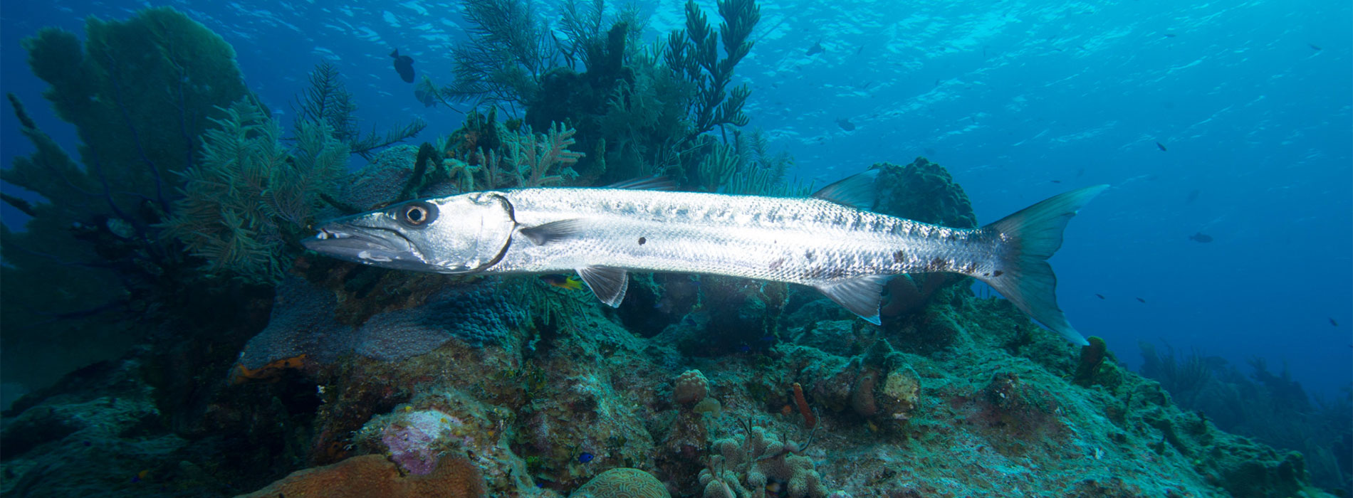 Barracuda
