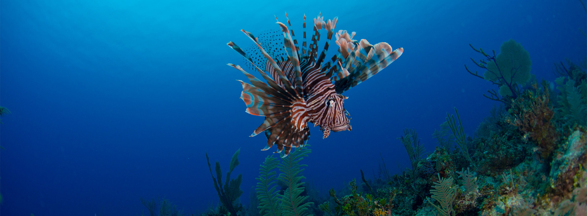 Caribbean Lionfish