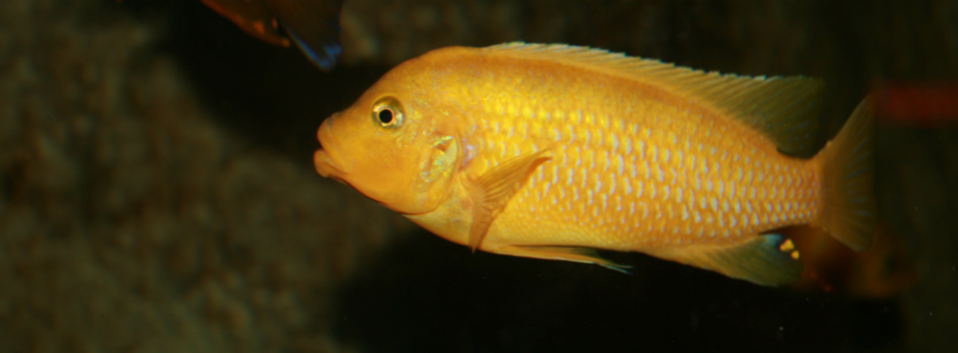 Cichlids