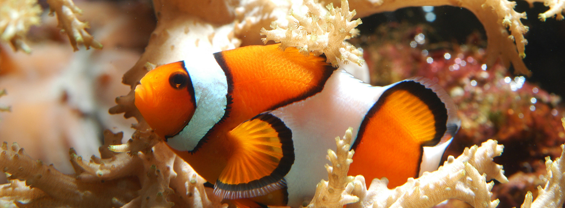 False Black Clownfish