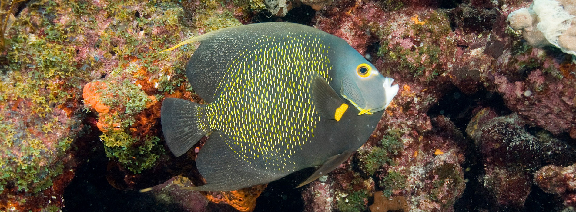 French Angelfish