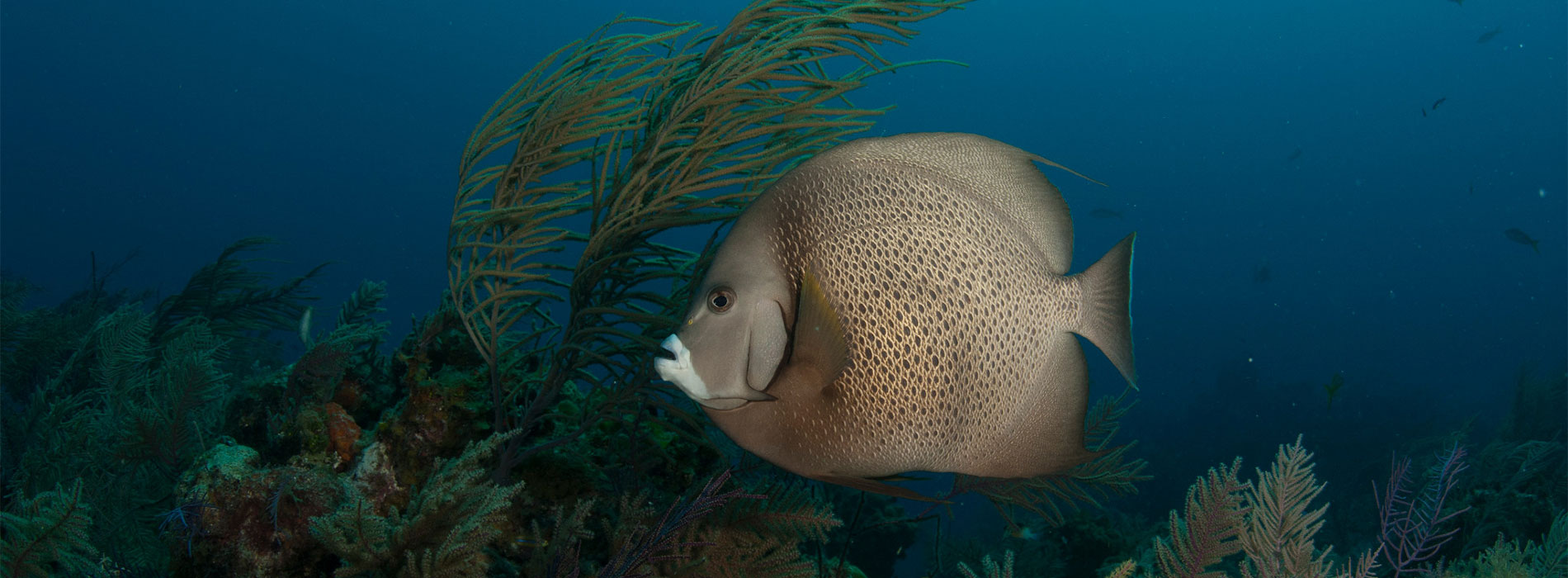 Gray Angelfish