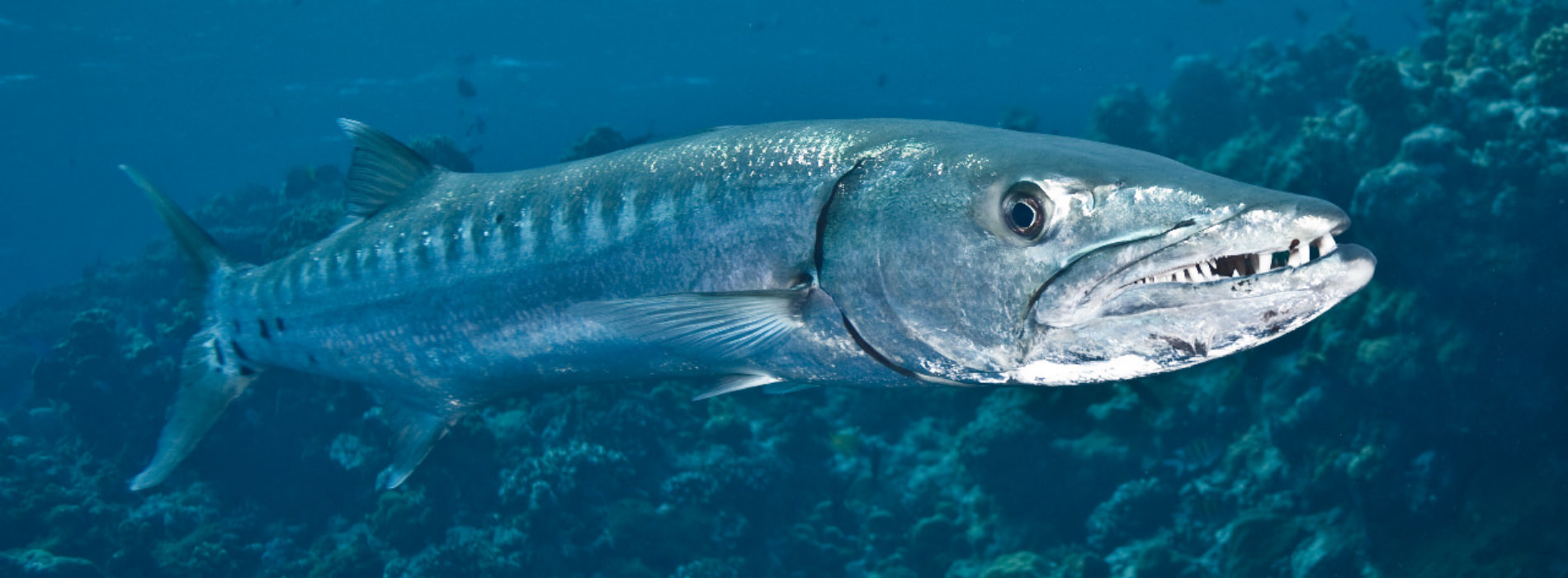 Great Barracuda