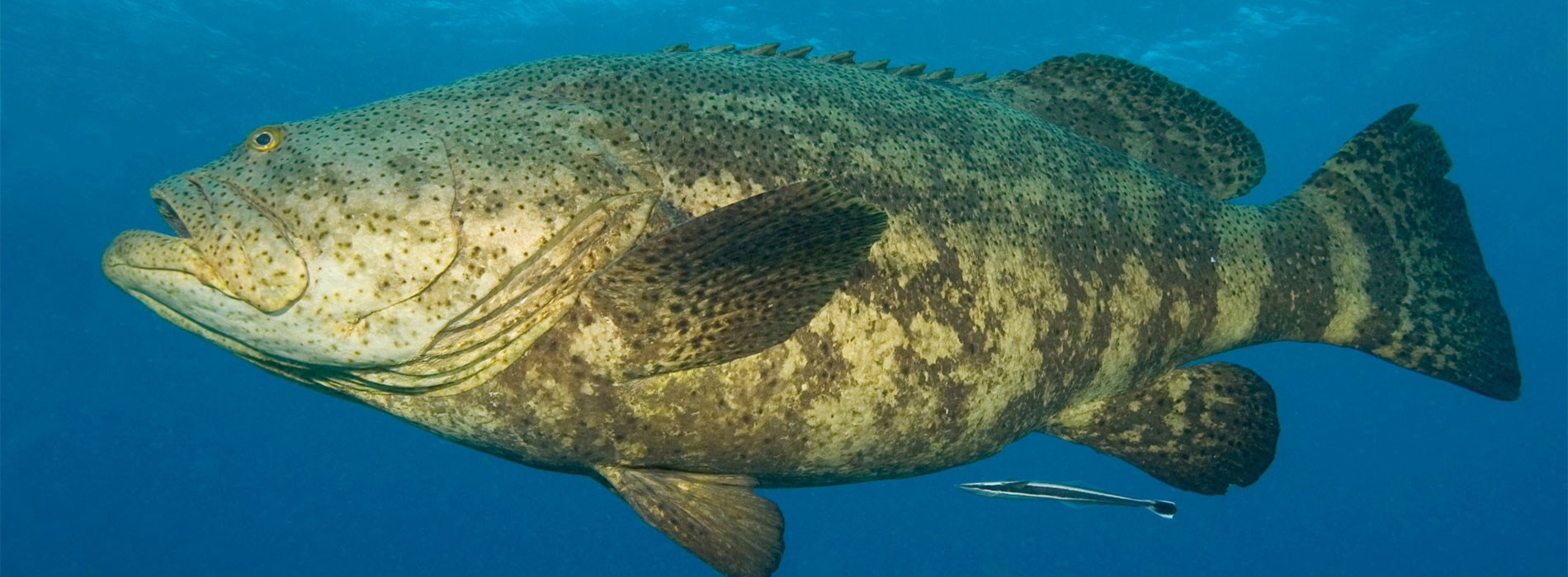 Grouper