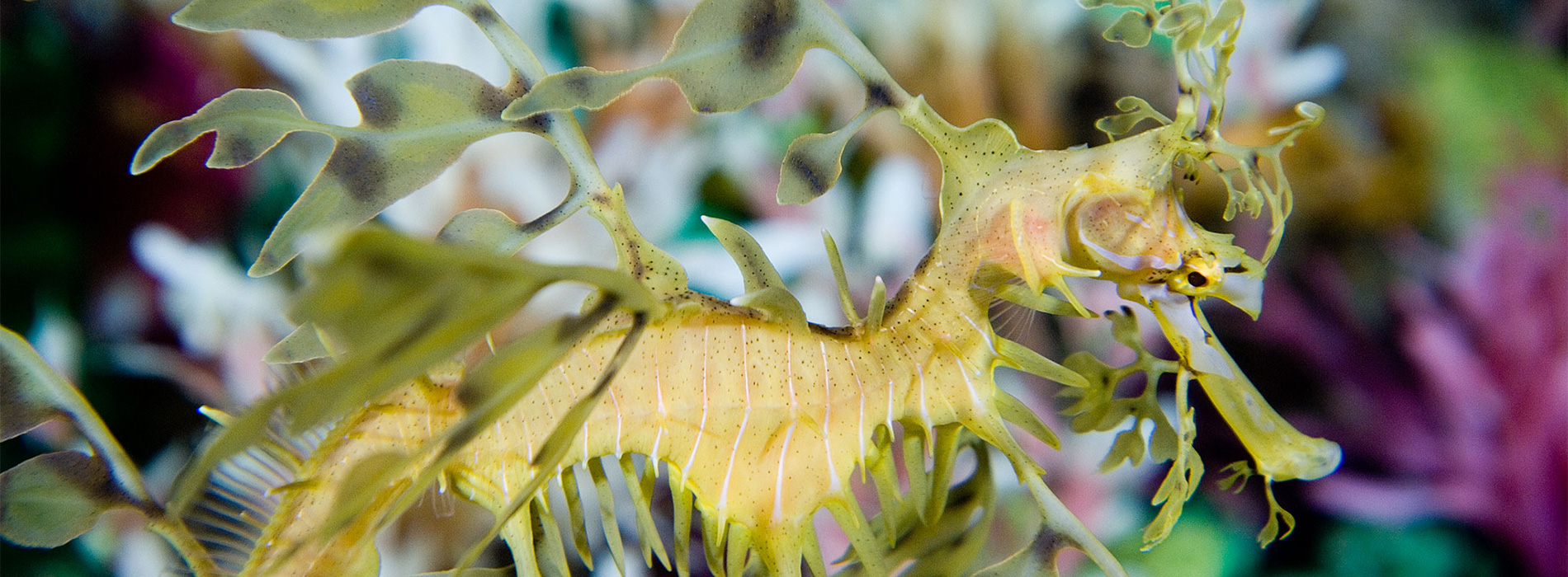 Leafy Sea Dragon
