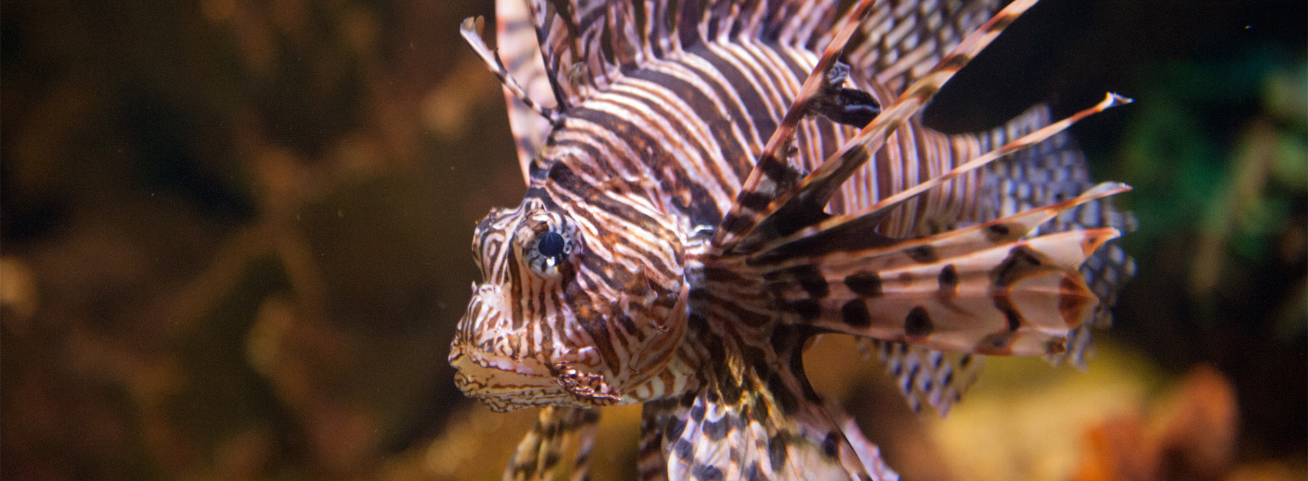Lionfish