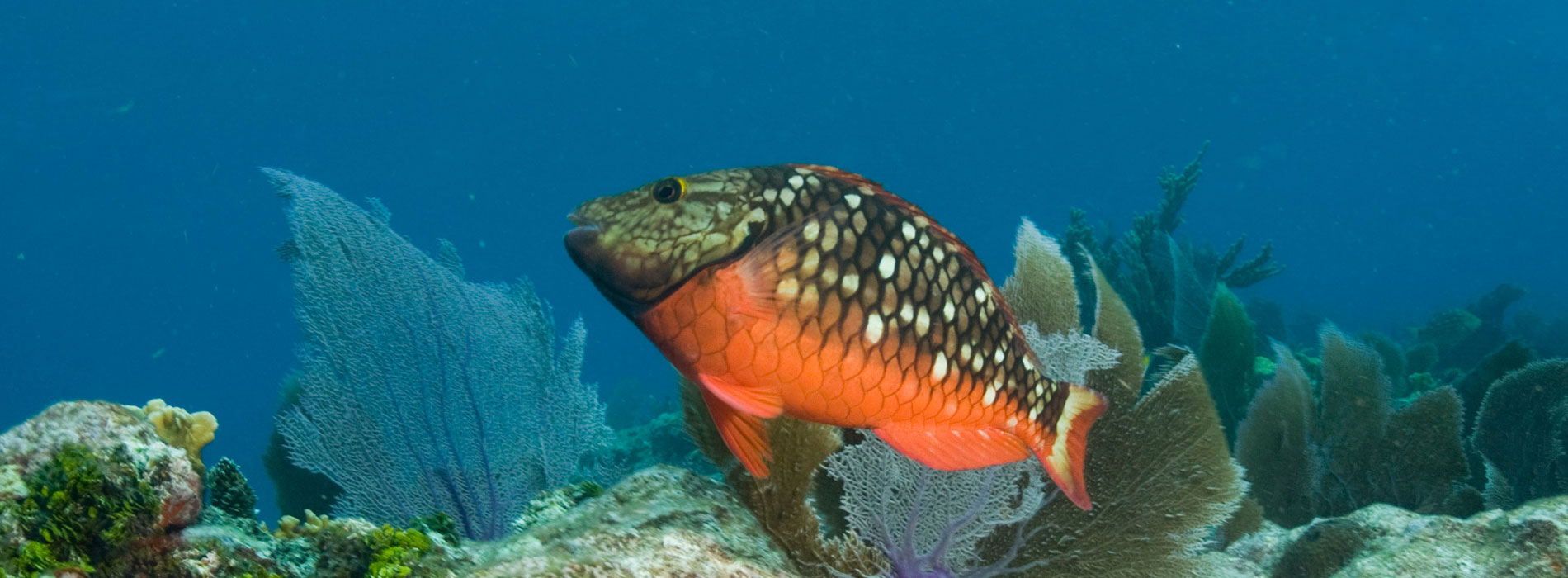 Parrotfish