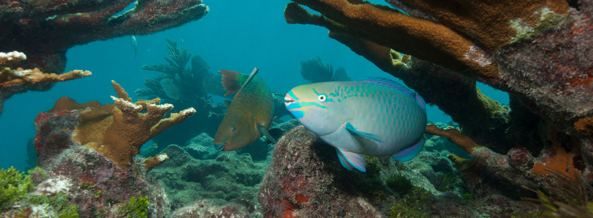 Parrotfish