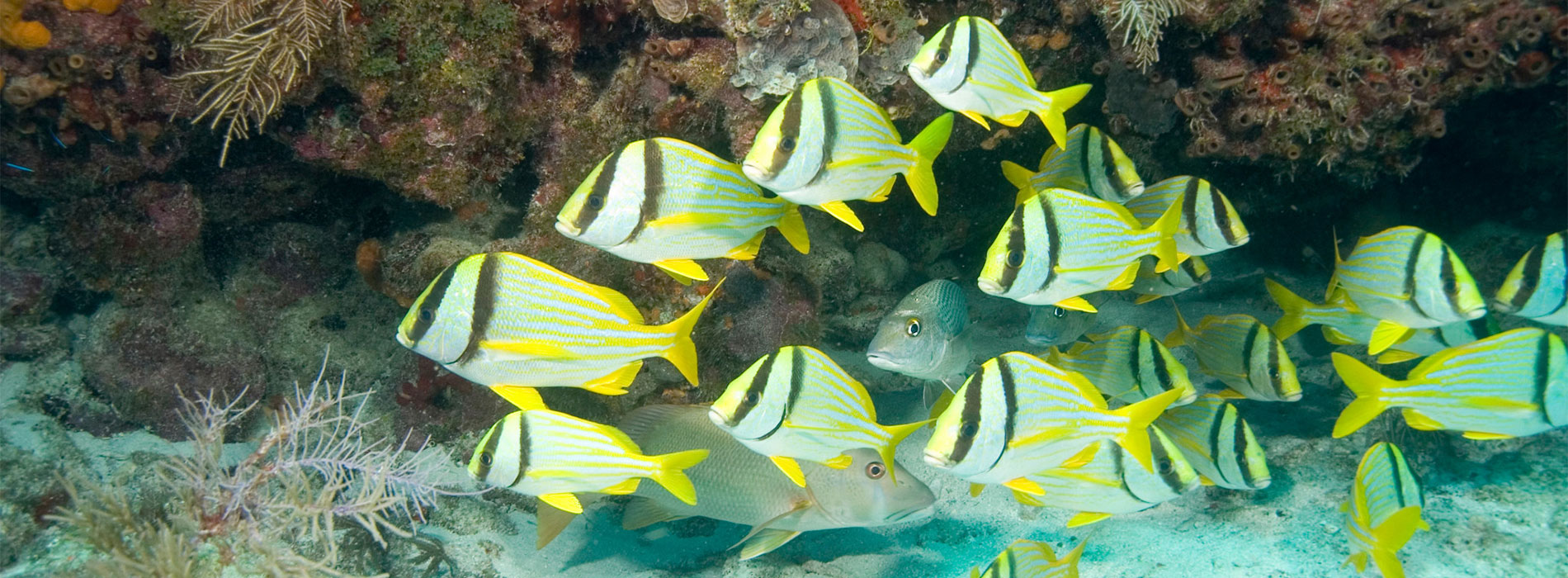 Porkfish