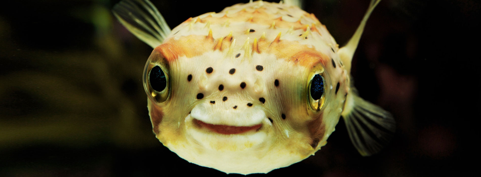 Pufferfish