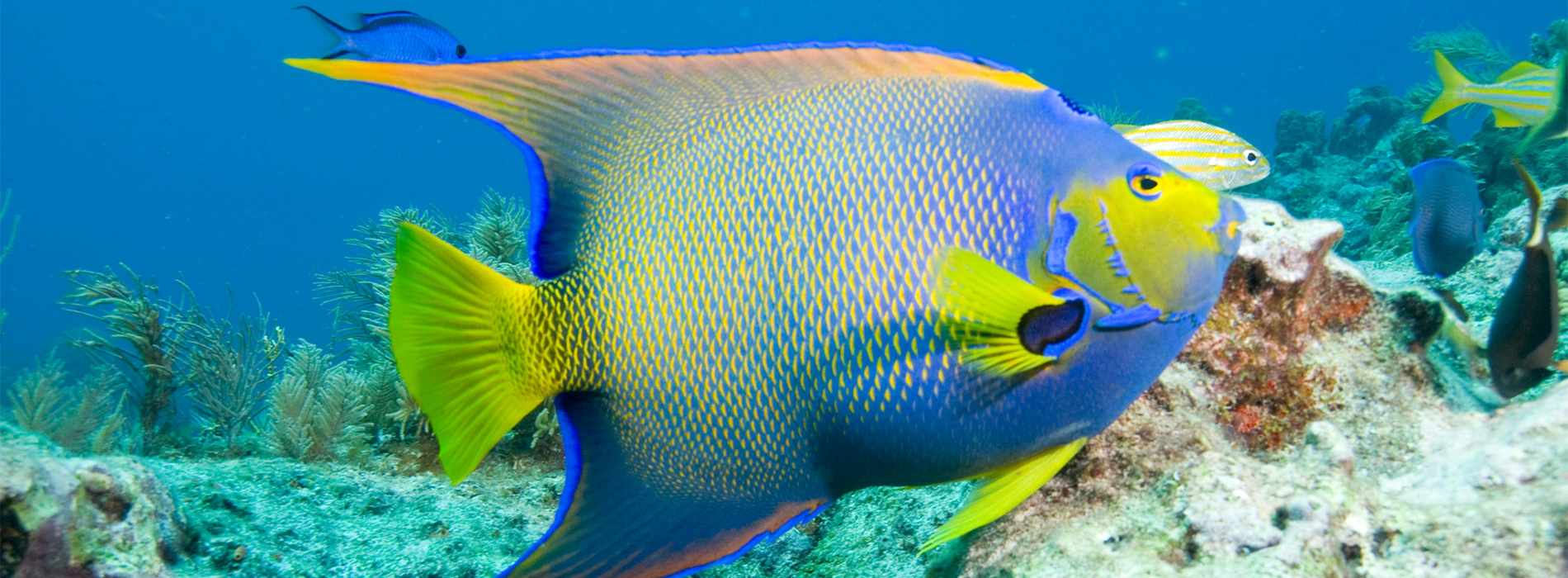 Queen Angelfish