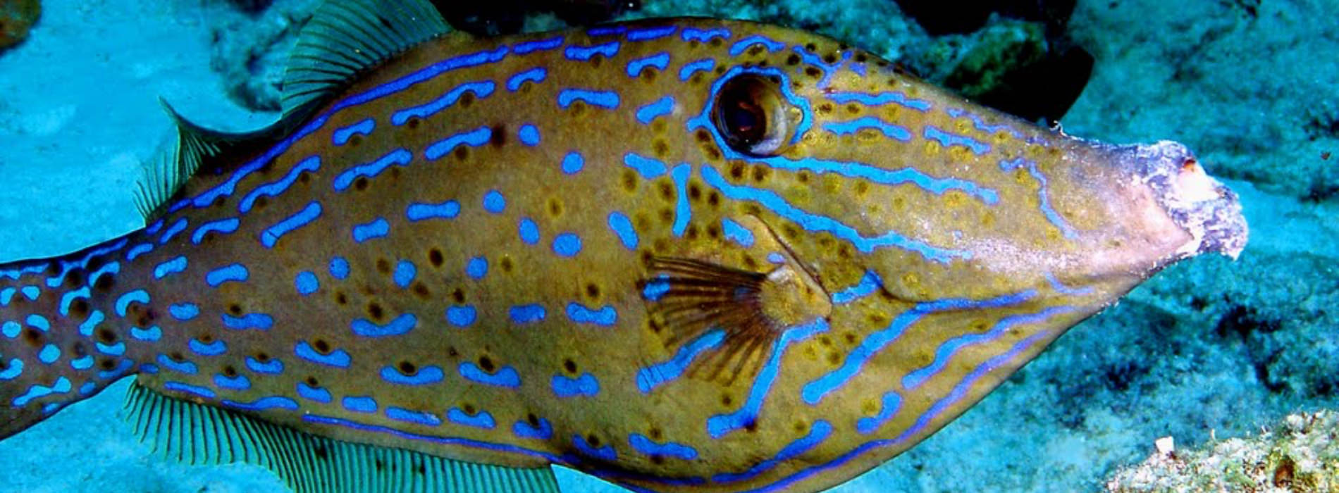 Scrawled Filefish