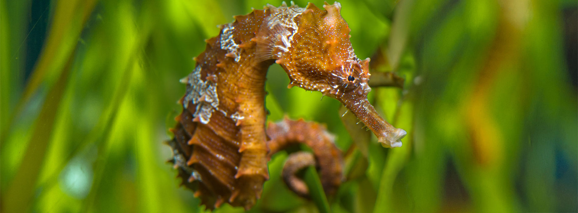 Seahorse