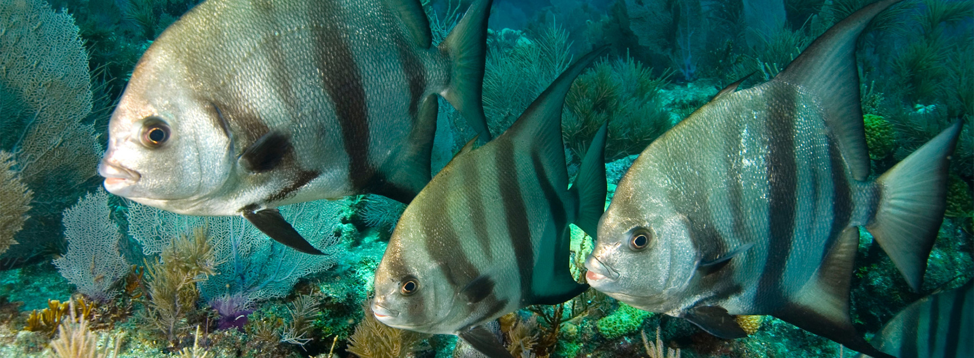 Spadefish