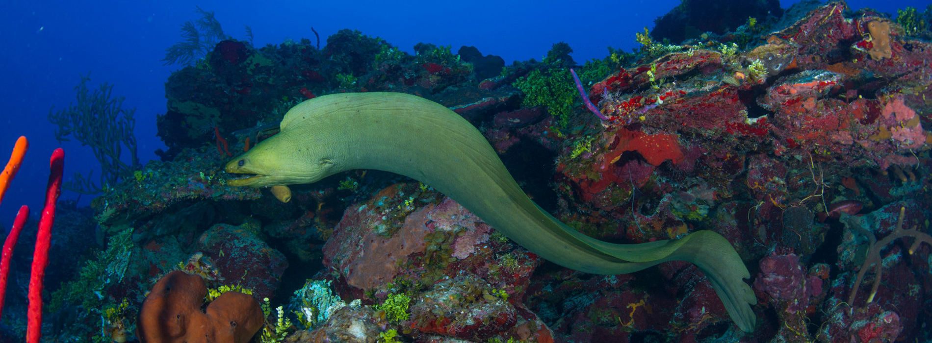 Moray Eel