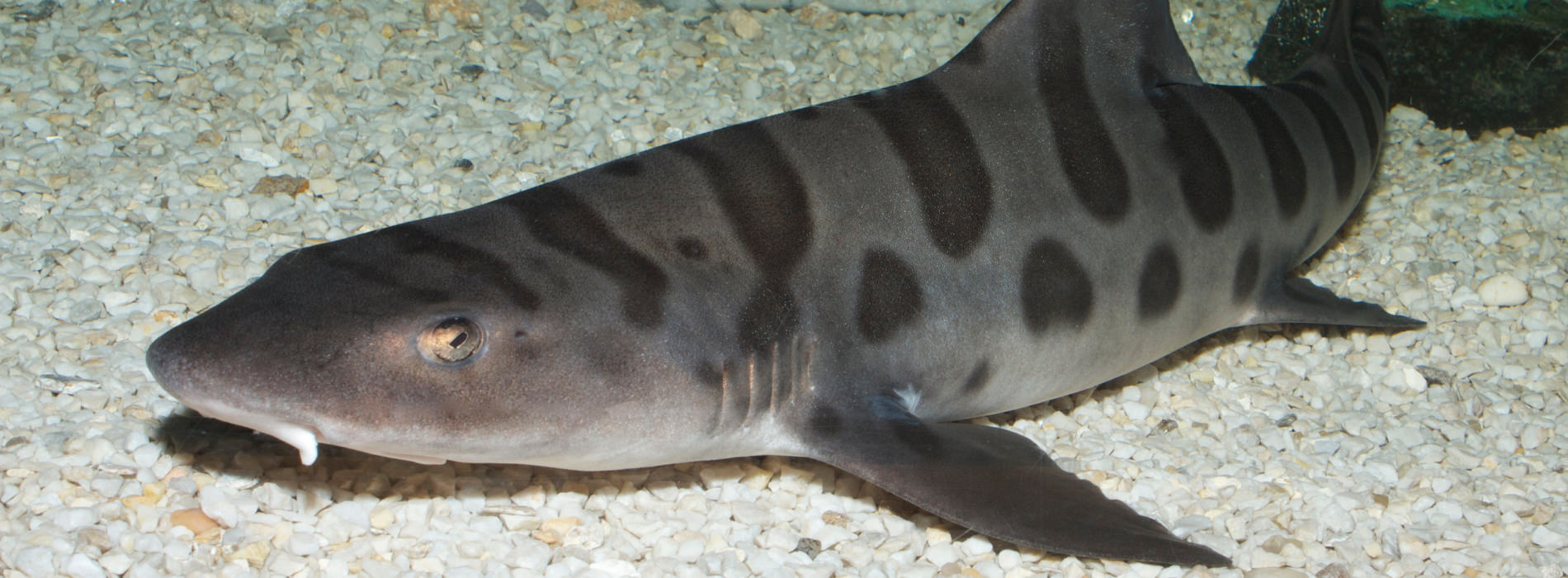 Leopard Shark