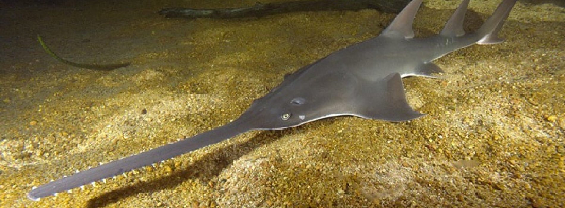 Sawfishes