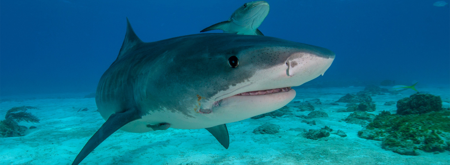 Tiger Shark