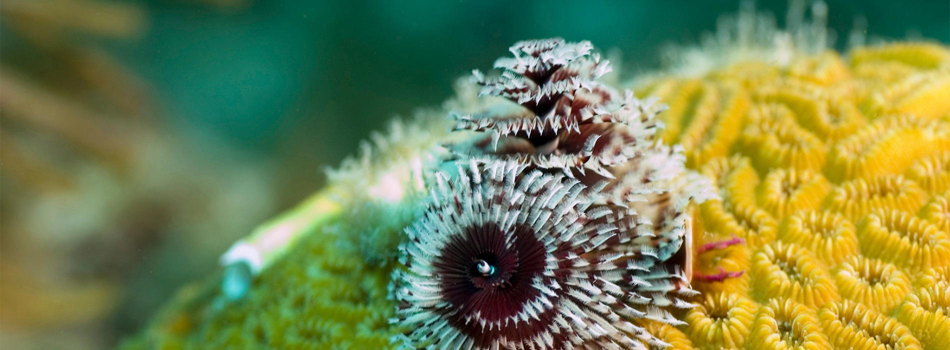 Christmas Tree Worm