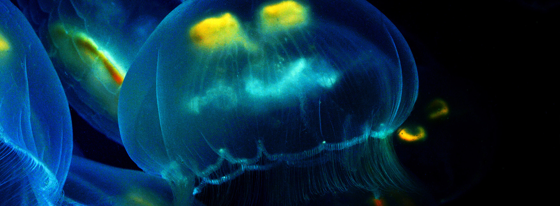 Moon Jellyfish