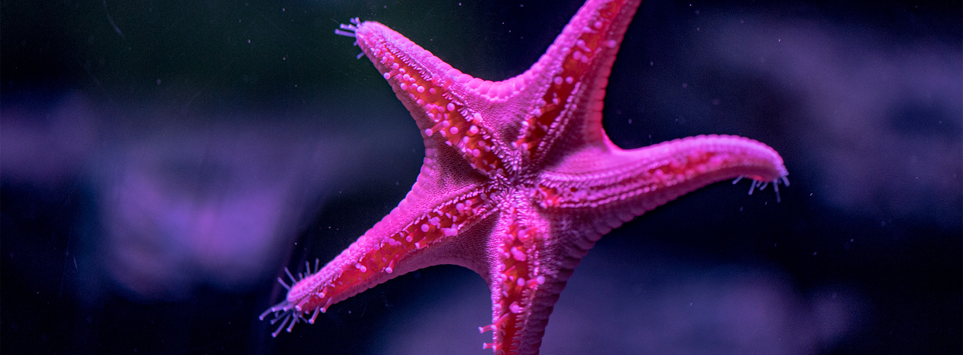 Vermillion Sea Star