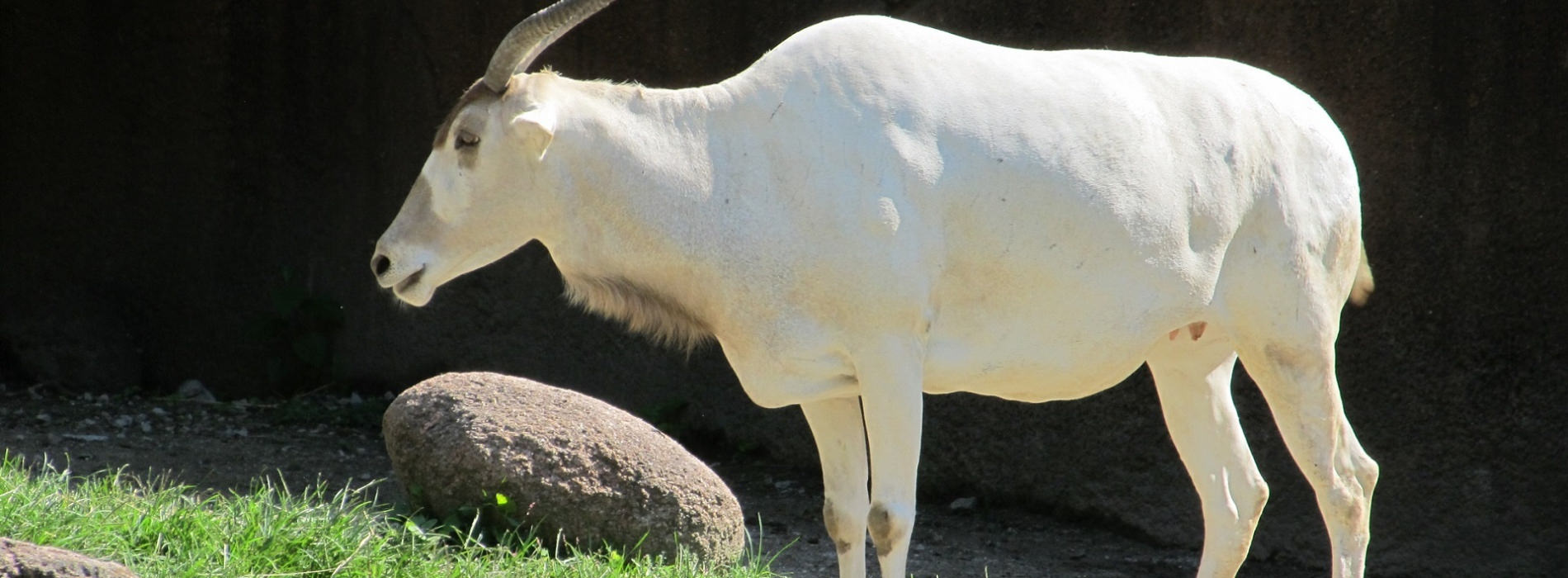Addax Antelope