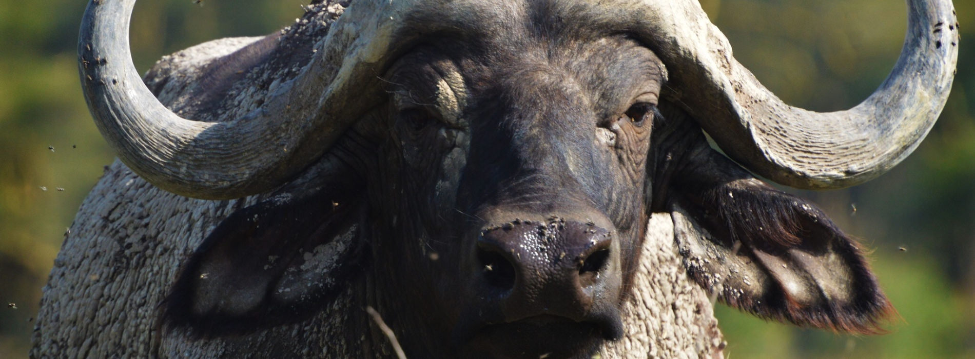 African Cape Buffalo