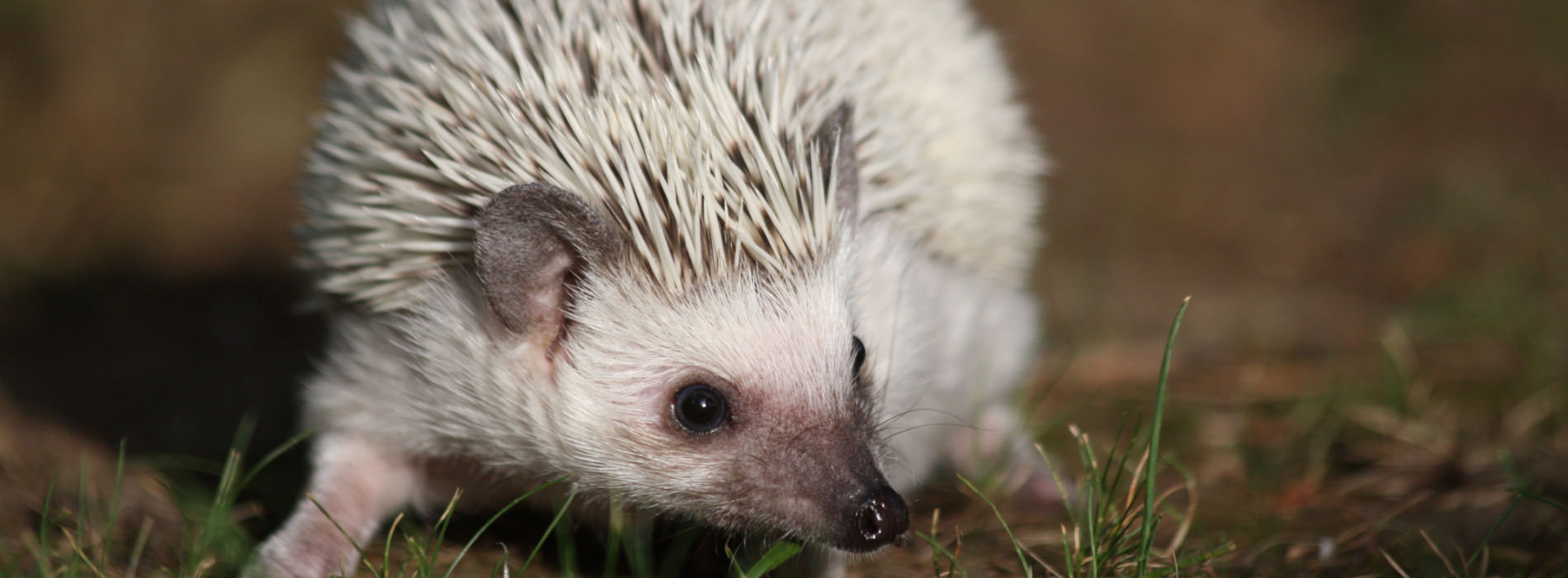 African Hedeghog