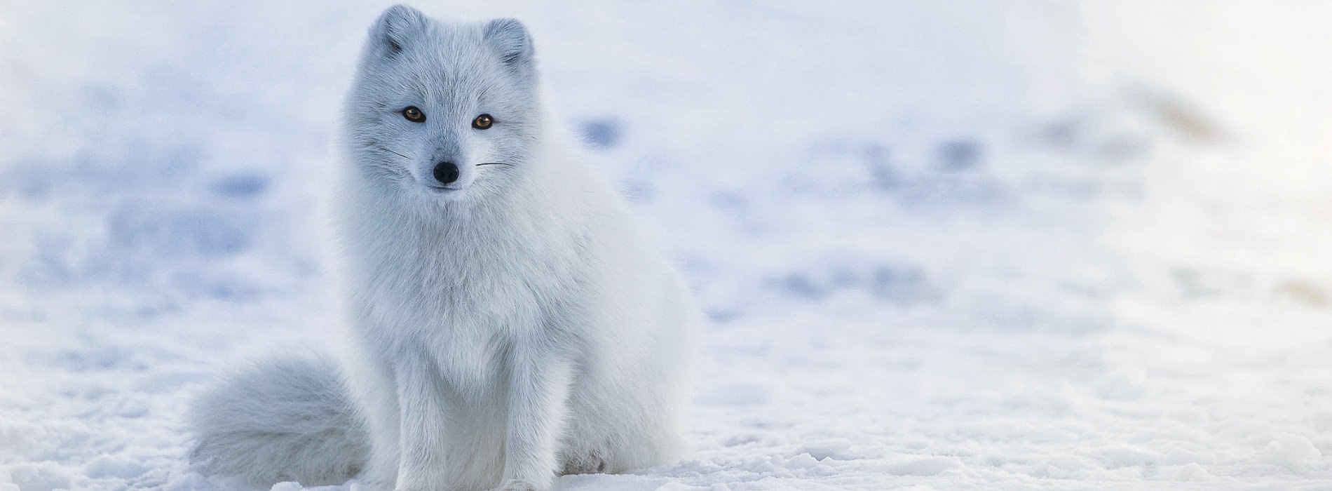 Arctic Fox