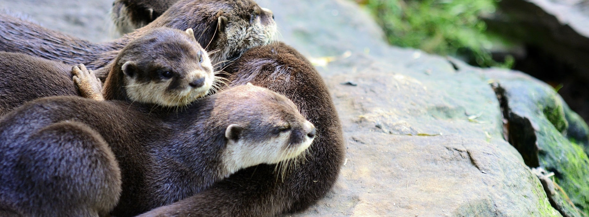 Asian Small-Clawed Otter