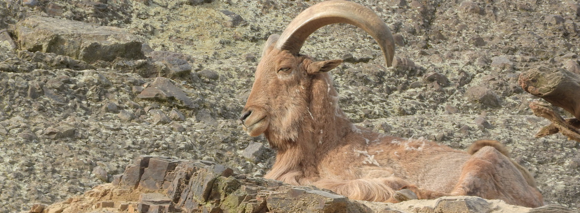 Barbary Sheep