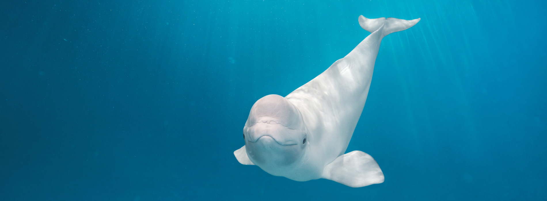 Beluga Whale