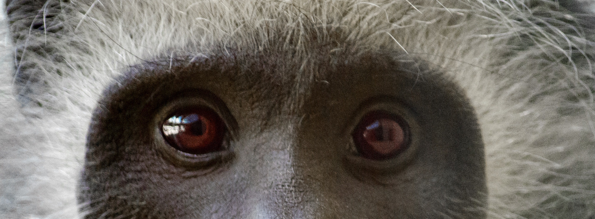 Black-and-White Colobus