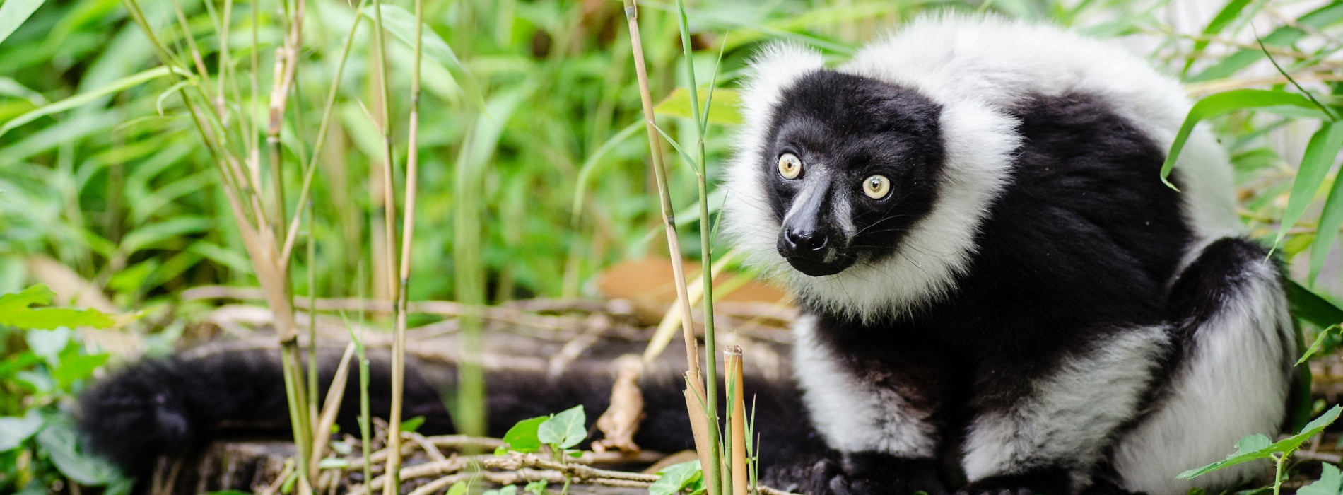 Black-and-White Ruffed Lemur