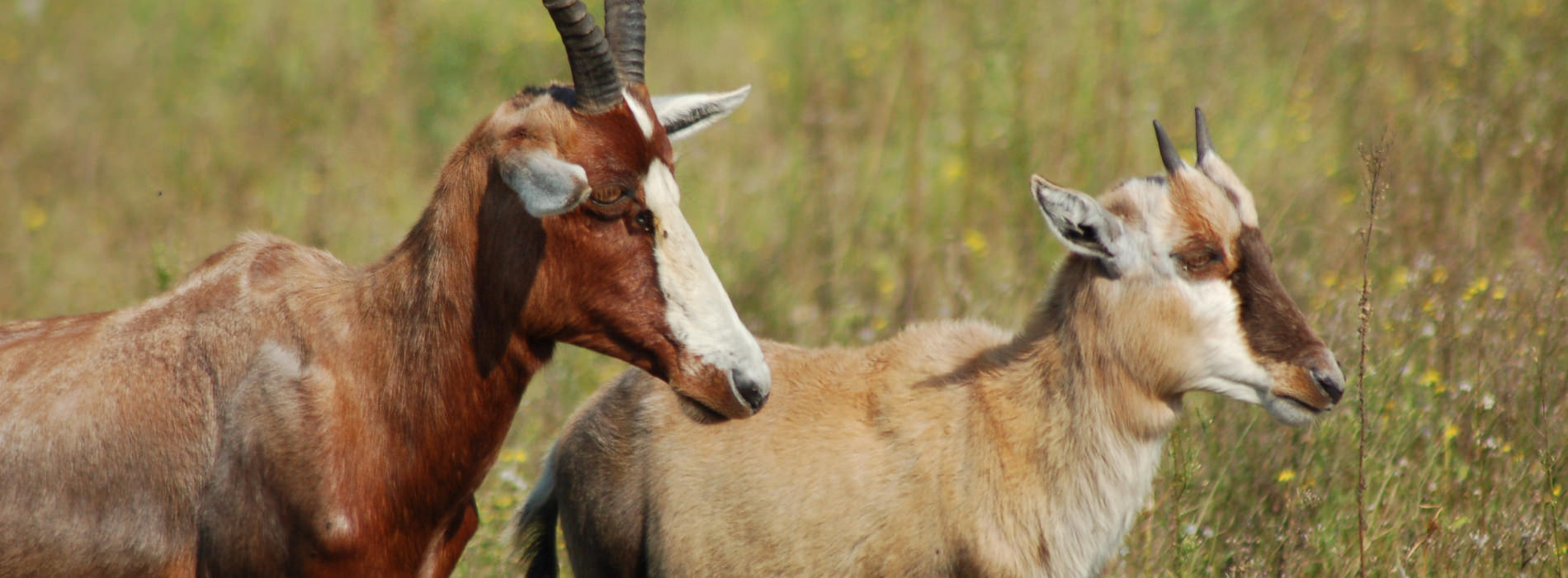 Blesbok