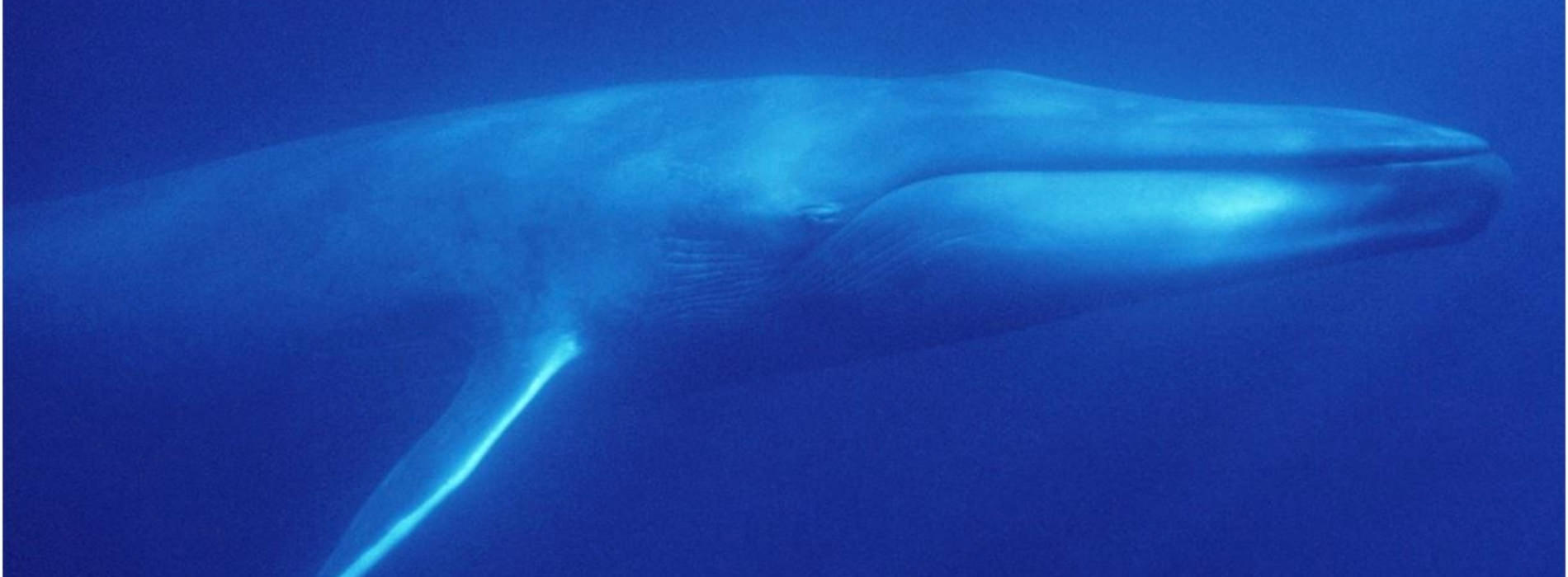 Blue Whale