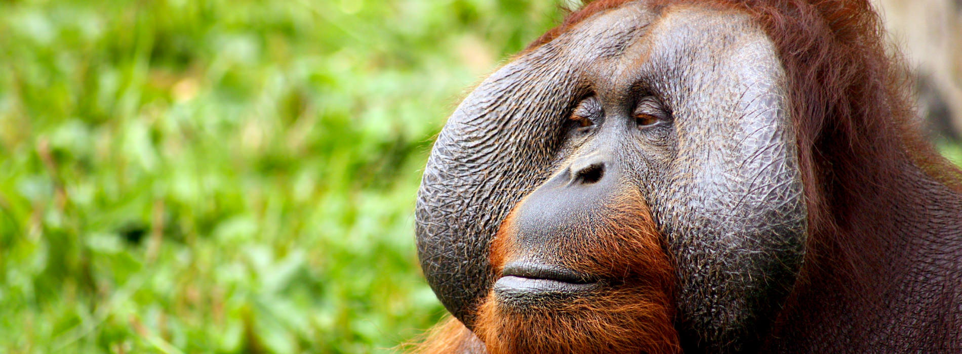 Bornean Orangutan