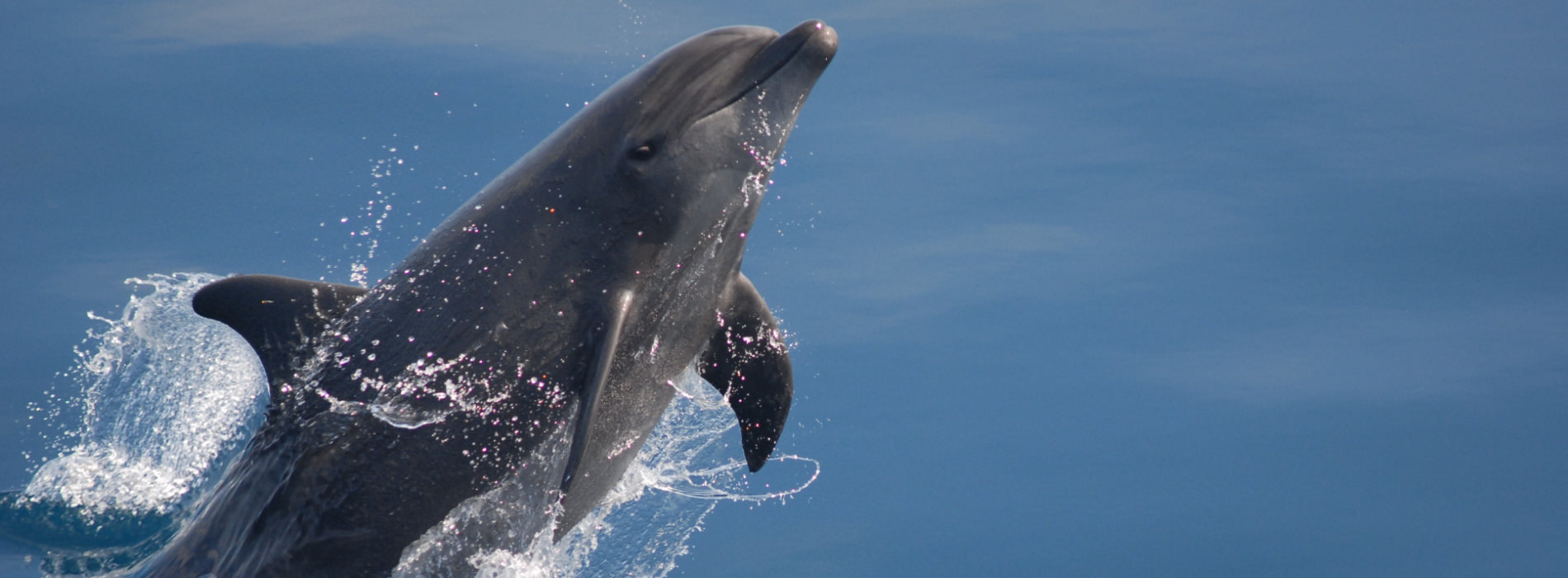 Bottlenose Dolphin