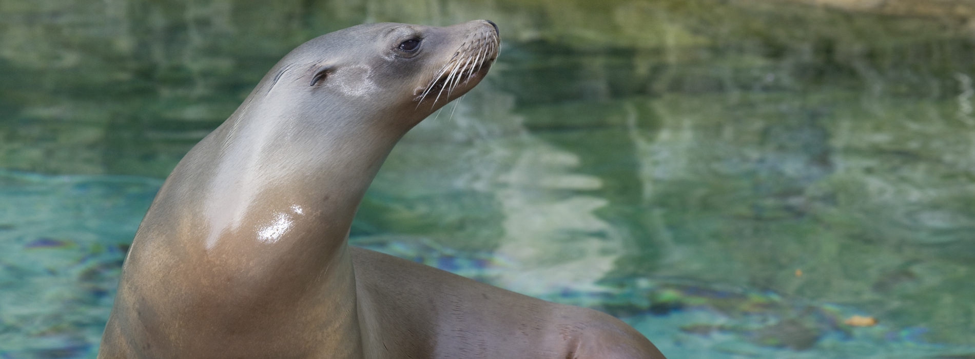 California Sea Lion