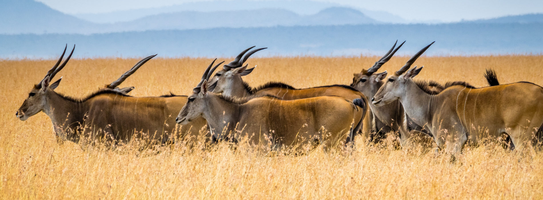 Common Eland
